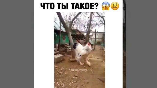 Петух породы Брама достигает веса до 7 - 9 килограмм смотреть онлайн