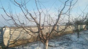 НЕ ПОКУПАЙТЕ этот сорт ЧЕРЕШНИ! (Юг Украины) ЛУЧШИЕ СОРТА черешни!