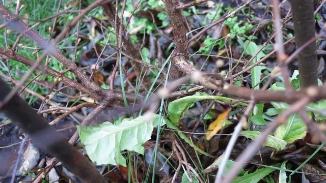 12.11.2022 Кизил в Подмосковье смотреть онлайн