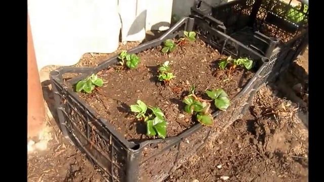 Земляничная грядка для ленивых  Growing strawberries in boxes