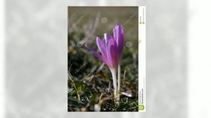 Безвременник (Colchicum autumnale)