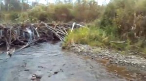 Плотина Бобров.