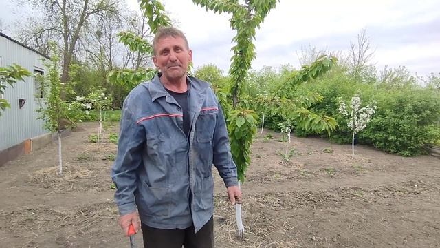 Всё о клубнике ? смотреть онлайн