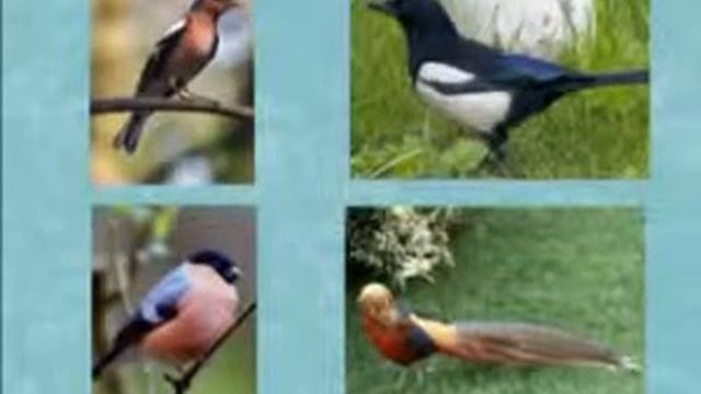Природоведение 16  Какие бывают животные — Шишкина школа