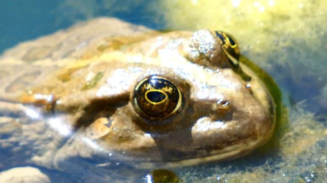 Frosch im Wasser Panda Teich Tiergarten Schönbrunn Zoo Panasonic Lumix dc-fz82 Kamera Superzoom Tes смотреть онлайн