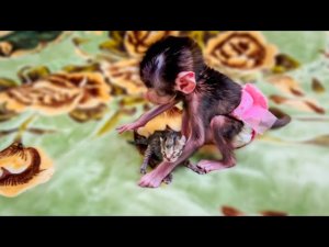 Ангелина переживает за котёнка и закрывает Люсю в вольер!