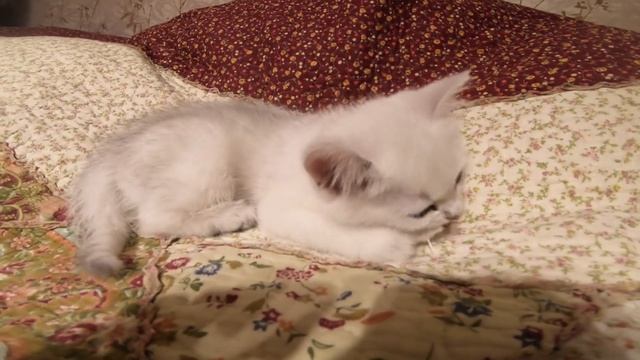 Британская шиншилла котенок