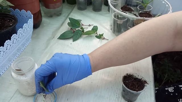 Фуксия. Формирование пышного куста смотреть онлайн