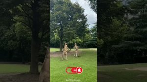 Забавные животные №22