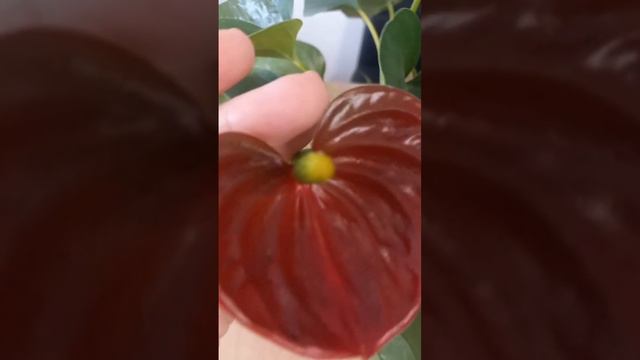 Антуриум. УХОД в домашних условиях. смотреть онлайн