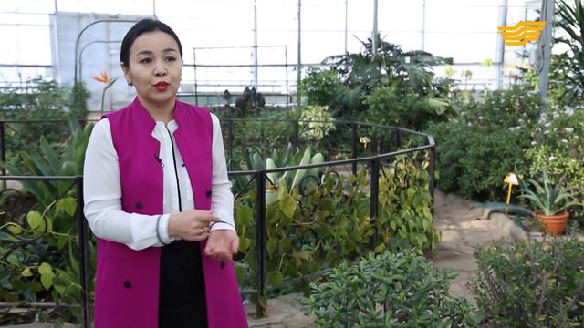 Ақша шақыратын Жасаңшөп өсімдігі туралы не білесіз? смотреть онлайн