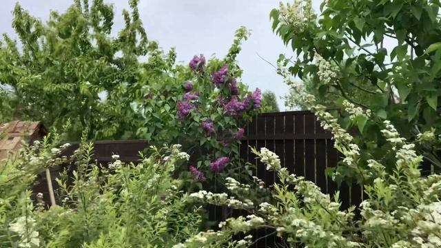 Обновленный розарий. Прогулка по саду. 23.05.23 смотреть онлайн