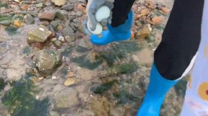 【合集】牛牛在海邊幸運的撿到超肥的八爪魚，沒想到還看到不屬於大海的鐵罐，保護環境隨手撿了【牛牛趕海海鮮】