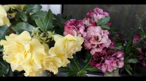 Адениумы 2020 июль