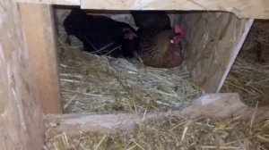 Кормушки и поилки для курей своими руками новый вариант