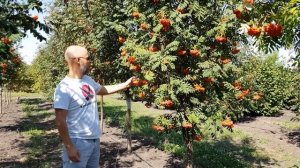 Рябина обыкновенная