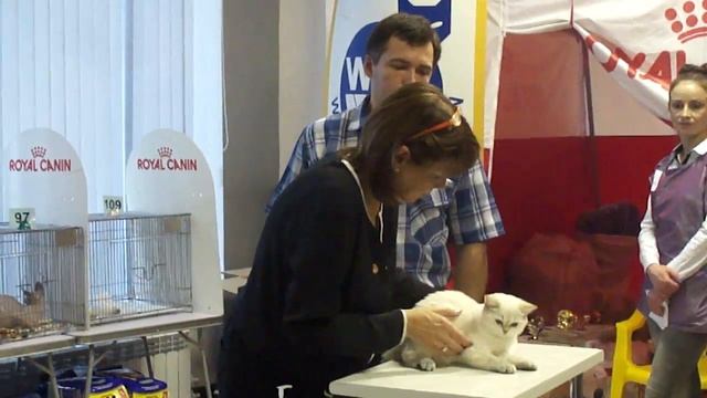 Выставка кошек г. Псков 11.11.2017г. смотреть онлайн