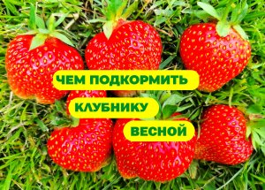 ЧЕМ ПОДКОРМИТЬ КЛУБНИКУ ВЕСНОЙ ДЛЯ ХОРОШЕГО УРОЖАЯ.