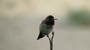 Anna's Hummingbird - Calypte anna