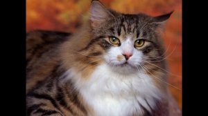 Мейн кун, или американская енотовая кошка (American forest cat) породы кошек( Slide show)!