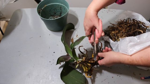 Щитовки убийцы орхидей. Спаси орхидею от гибели! смотреть онлайн