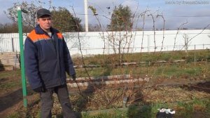 Предварительная обрезка винограда.