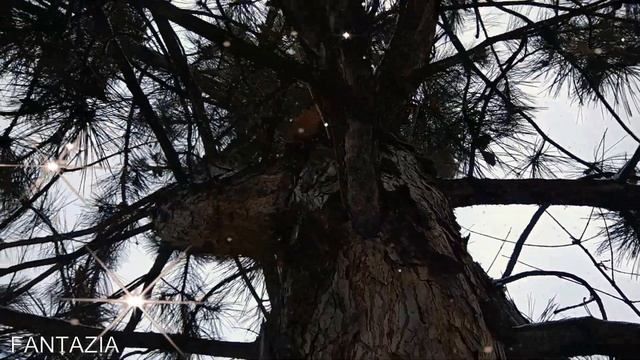 Начало Рождественский пост: Что можно и что нельзя делать с 28 ноября по 6 января. Народные традици