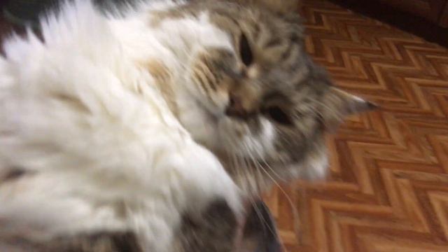 Сибирский кот Потап. Позови кота с собой смотреть онлайн