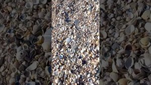 Сочи. Черноморские устрицы.