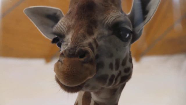 Жираф в зоопарке Оломоуц (Чехия). смотреть онлайн