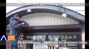 защита от птиц