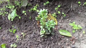 САМШИТ ПОСАДКА САМШИТ МОЖНО ВЫРАСТИТЬ ИЗ ЧЕРЕНКА