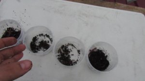 Дендробена купить