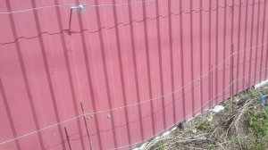 Крепление винограда к металлическому забору в Подмосковье