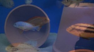 Псевдотрофеус Рэд топ Ндумби (Pseudotropheus sp. 'red top Ndumbi')