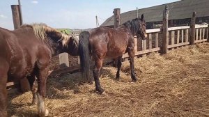 Бешеный жеребец и кобыла