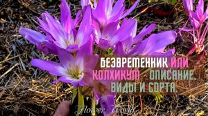 Безвременник или Колхикум - описание, виды и сорта.???