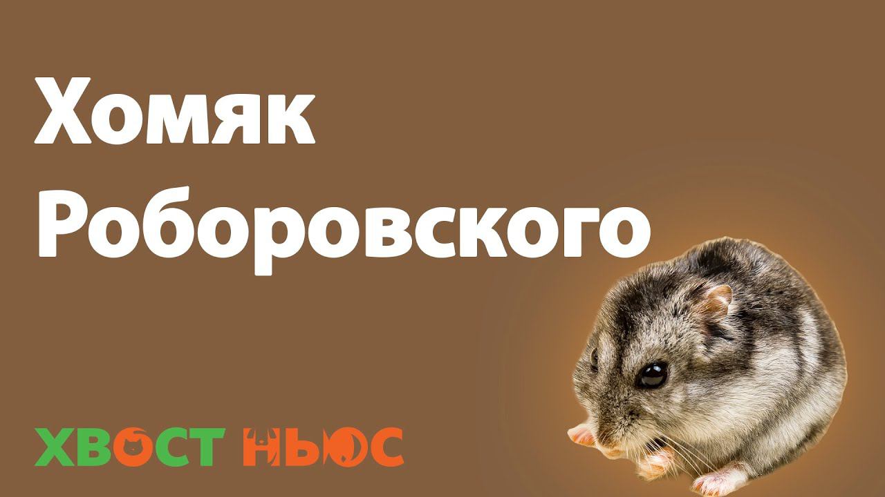 Все о хомяках Роборовского