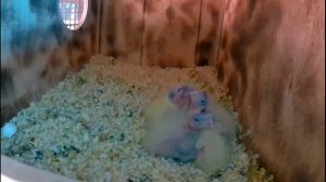 разведение попугаев корелла в летний период / летнее помещение для птиц корелла, какарики