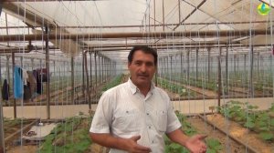 КОРНЕВЫЕ И ЛИСТОВЫЕ ПОДКОРМКИ ОГУРЦА В ТЕПЛИЦЕ (06-09-2019)