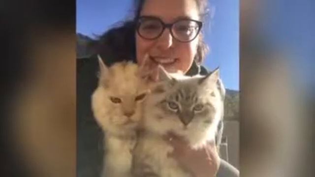 My Maine coon &Siberian cat смотреть онлайн