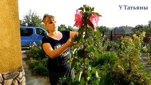 ГИБИСКУС травянистый ЦВЕТЕНИЕ посадка уход размножение выращивание. Как посадить гибискус.
