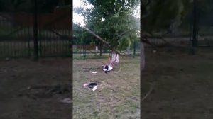 Падение с дерева