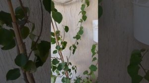 Бугенвиллия. Формирую Штамбы. Часть1 (Первая обрезка)