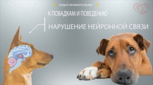 Факты о собаках! Как понять, когда питомец уходит из жизни?