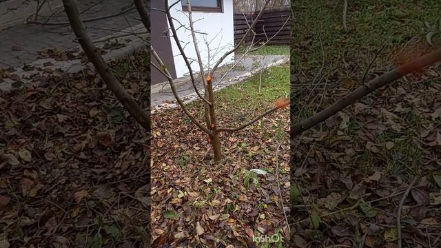 Обрезка молодого сада.#обрезкадеревьев #садогород #tagetes смотреть онлайн