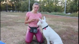 Щенок делает садки - что нужно предпринять