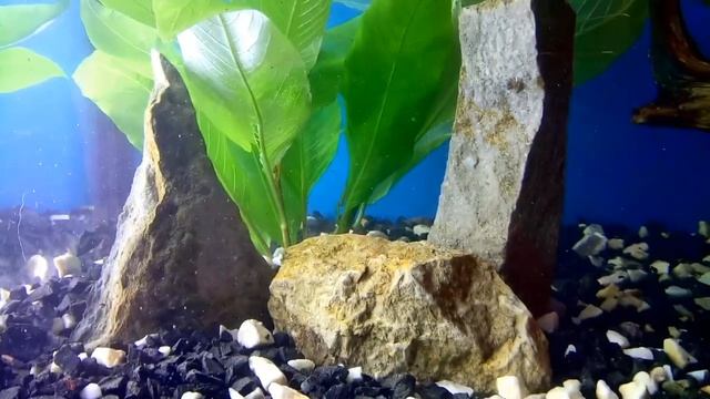 Запуск Акваріума 60 літрів на грунті для кактусів. смотреть онлайн