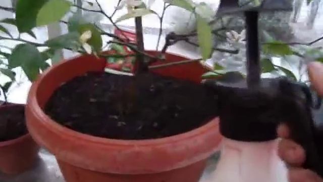 Трипсы - скрытая угроза. смотреть онлайн