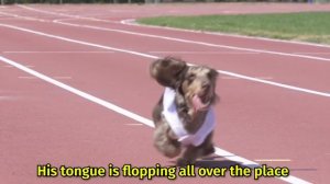 The 100m Dachshund Dash! - Wiener Dog Race!